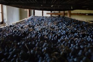 PERITI AGRARI MILANO VINO PERITI AGRARI AMARONE VITE